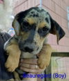 LLP Trixie : Beauregard - Photo 2