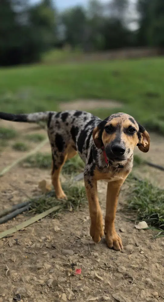 Llp Trixie  Beauregard - Catahoula Leopard Dog