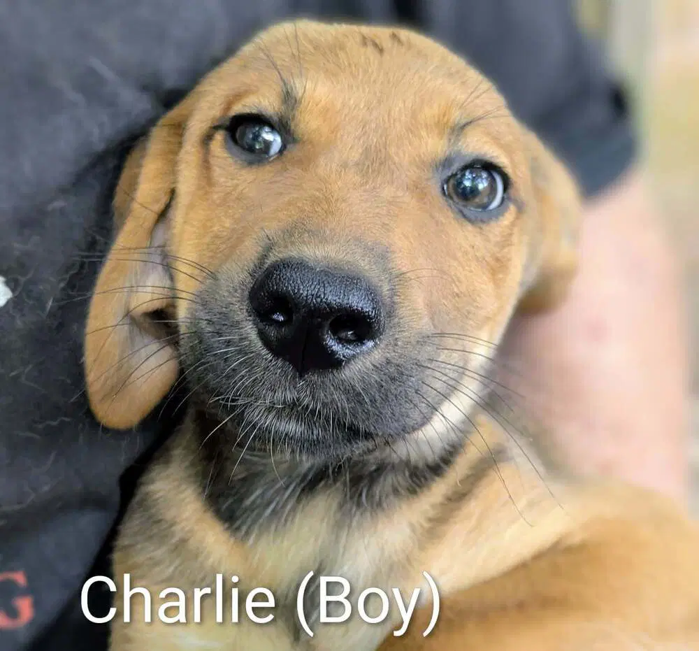Llp Trixie  Charlie - Retriever
