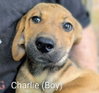 LLP Trixie : Charlie - Photo 1
