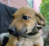 LLP Trixie : Charlie - Photo 2