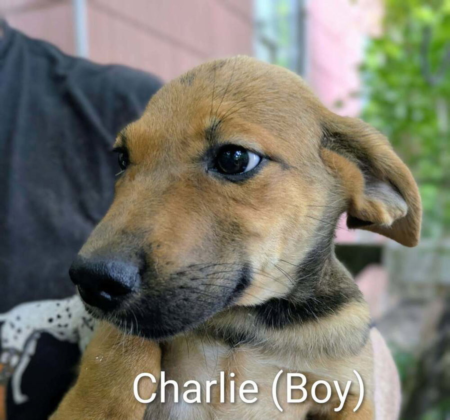 LLP Trixie : Charlie