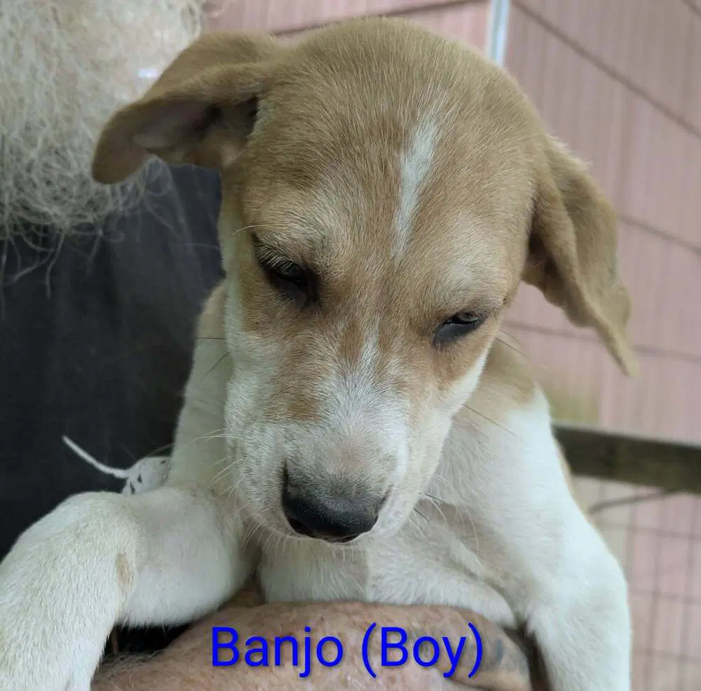 Llp Trixie  Banjo - Retriever
