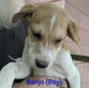 LLP Trixie : Banjo - Photo 1