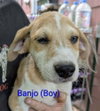 LLP Trixie : Banjo - Photo 2