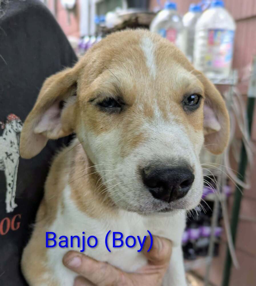 LLP Trixie : Banjo