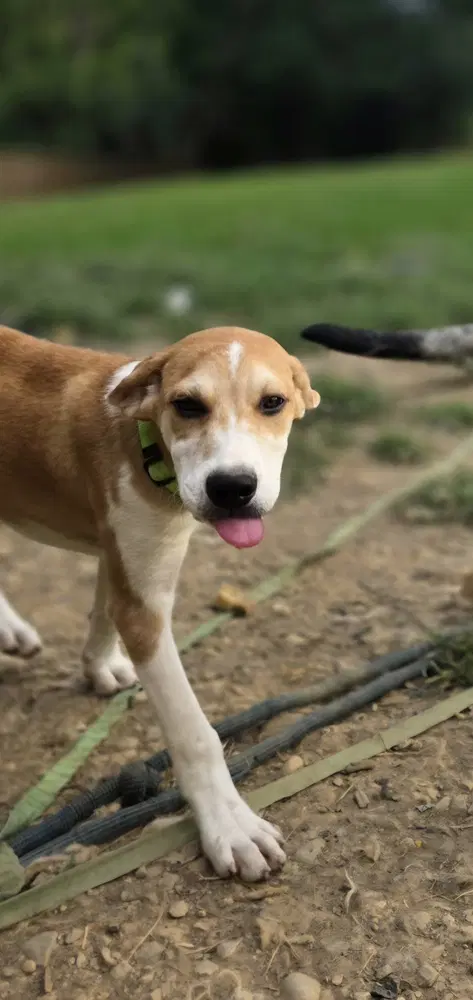 Llp Trixie  Banjo - Retriever
