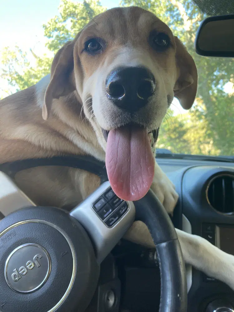 Llp Trixie  Banjo - Retriever