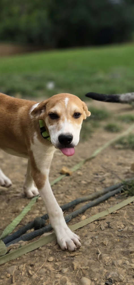 LLP Trixie : Banjo, photo 2