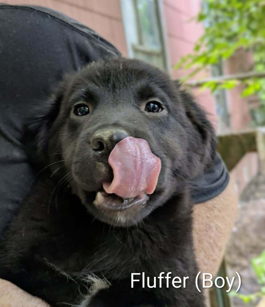 LLP Nina : Fluffer
