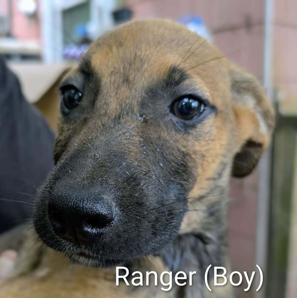 LLP Trixie : Ranger Image