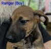 LLP Trixie : Ranger - Photo 2