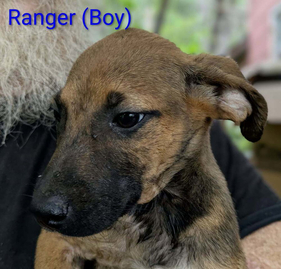 LLP Trixie : Ranger