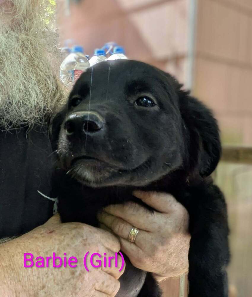 LLP Nina : Barbie Image