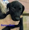 LLP Nina : Benny - Photo 2