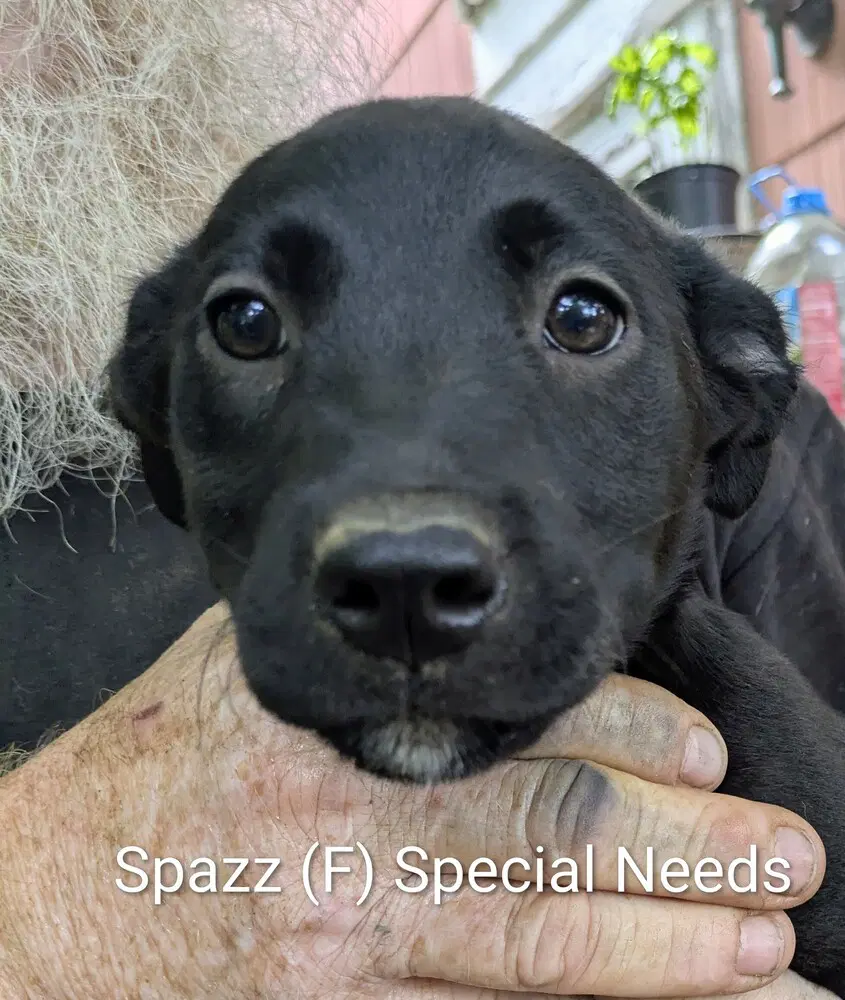 Llp Nina  Spazz - Beagle