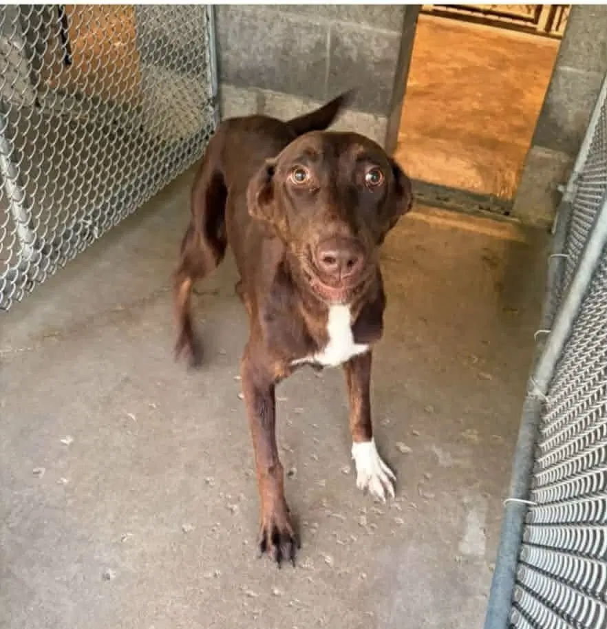 Patty Cake - Labrador Retriever