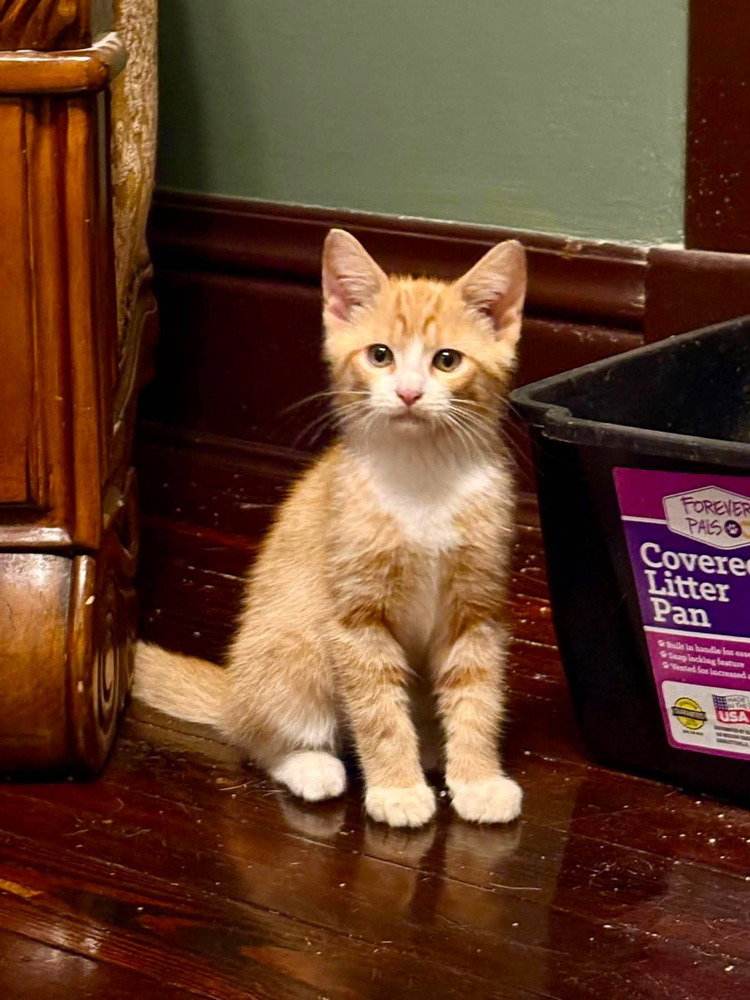 Toby Kitty Image