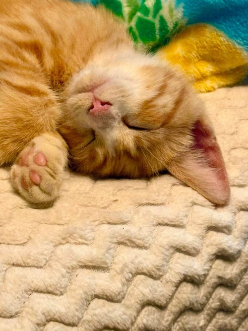 TOBY KITTY - Domestic Short Hair available for adoption