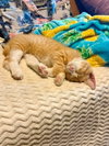 Toby Kitty - Photo 3