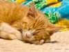 Toby Kitty - Photo 4
