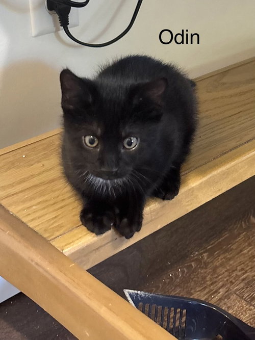 JDS : ODIN - Domestic Short Hair available for adoption