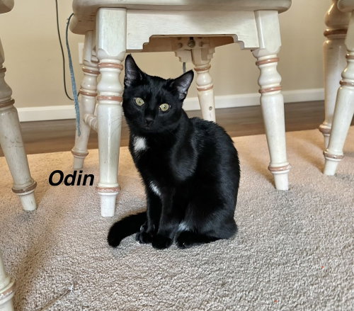 picture of the cat needing adoption