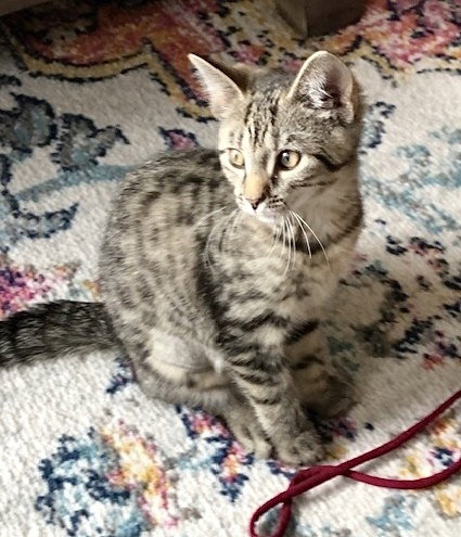 JDs : Freya Image