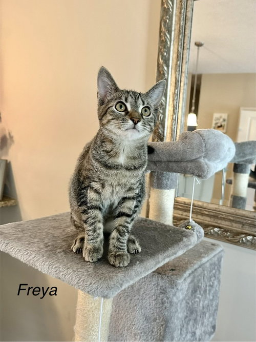 picture of the cat needing adoption