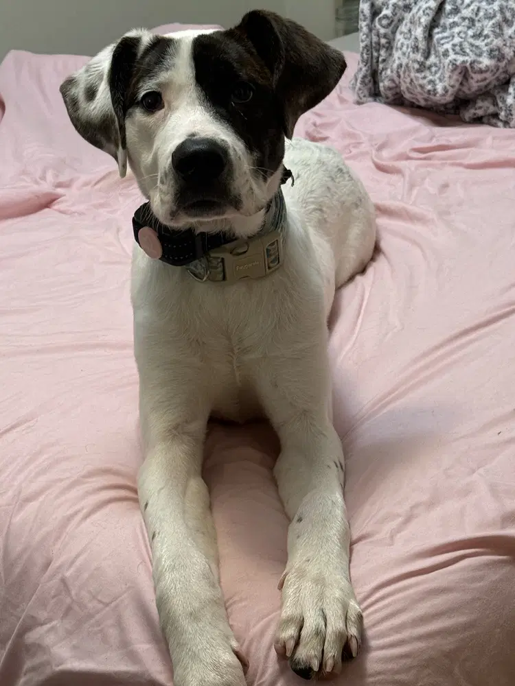 Marion Bs  Booker Banjo - Pit Bull Terrier