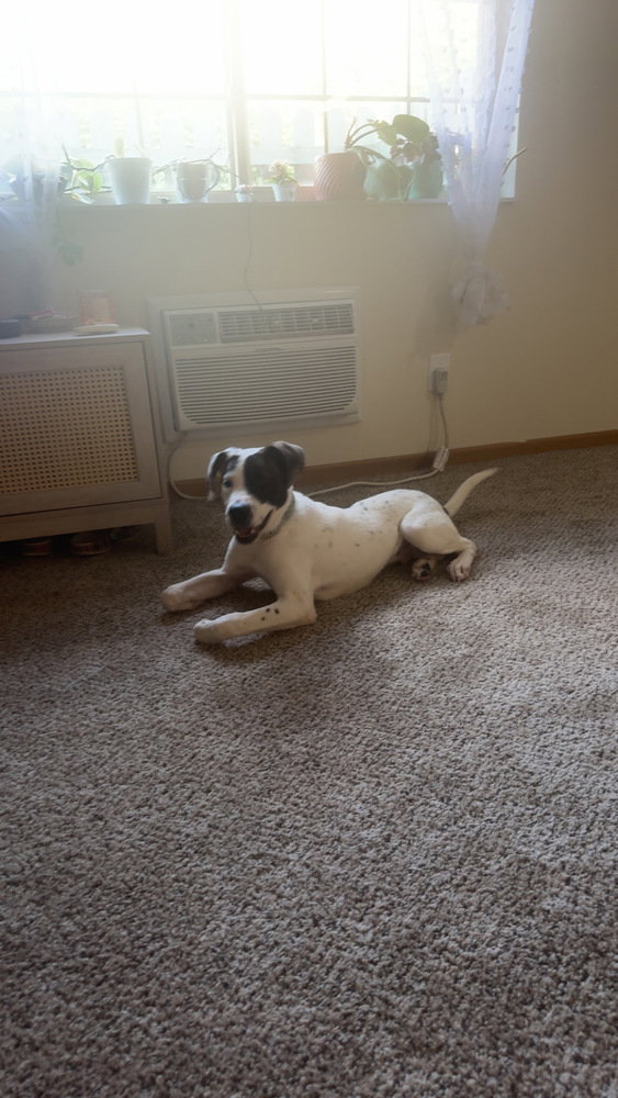 Marion Bs : Booker (Banjo), photo 3