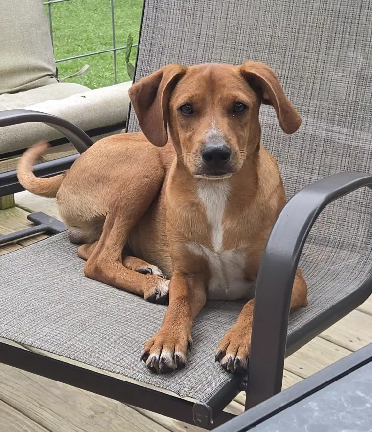Cd  Bear - Mountain Cur