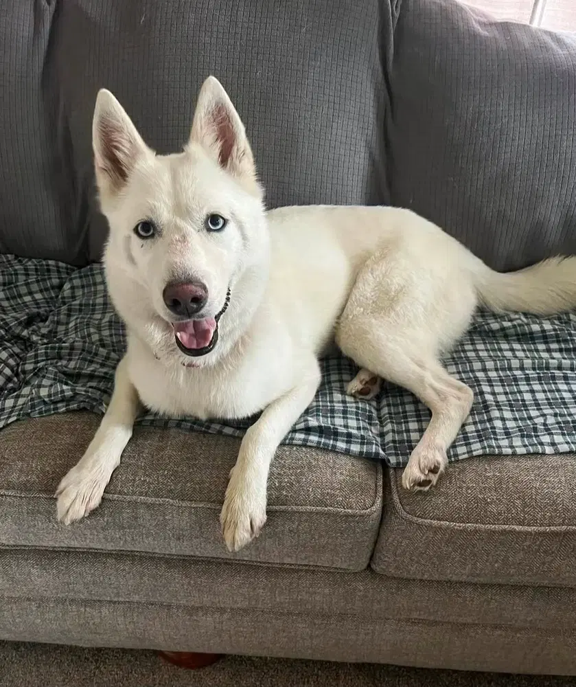 Miss Frost - Siberian Husky