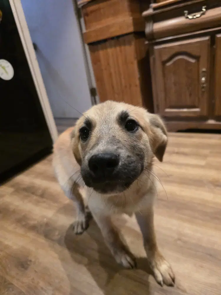 Tansy - Labrador Retriever