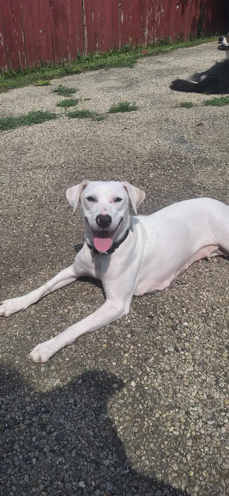 Angel Girl - Labrador Retriever