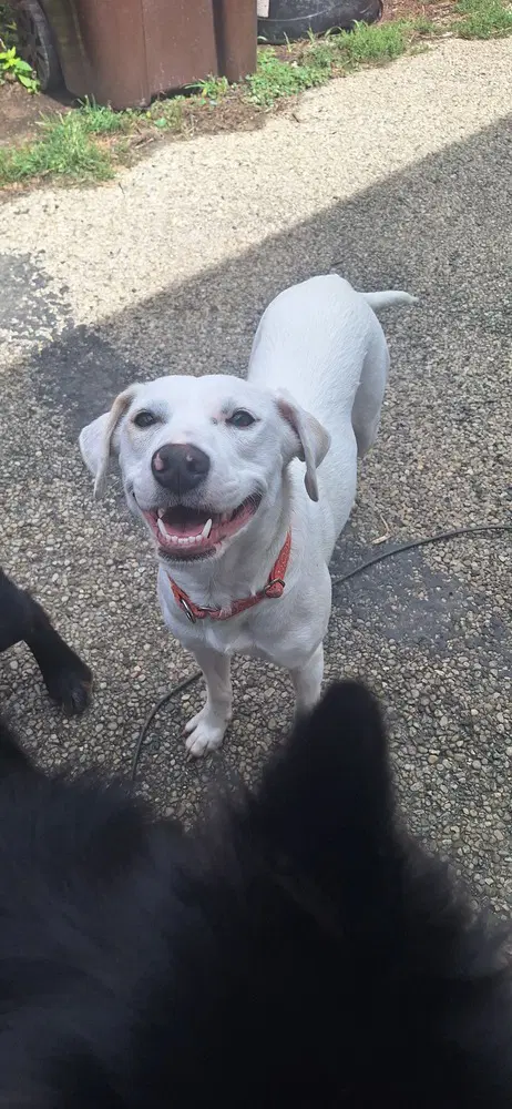 Angel Girl - Labrador Retriever