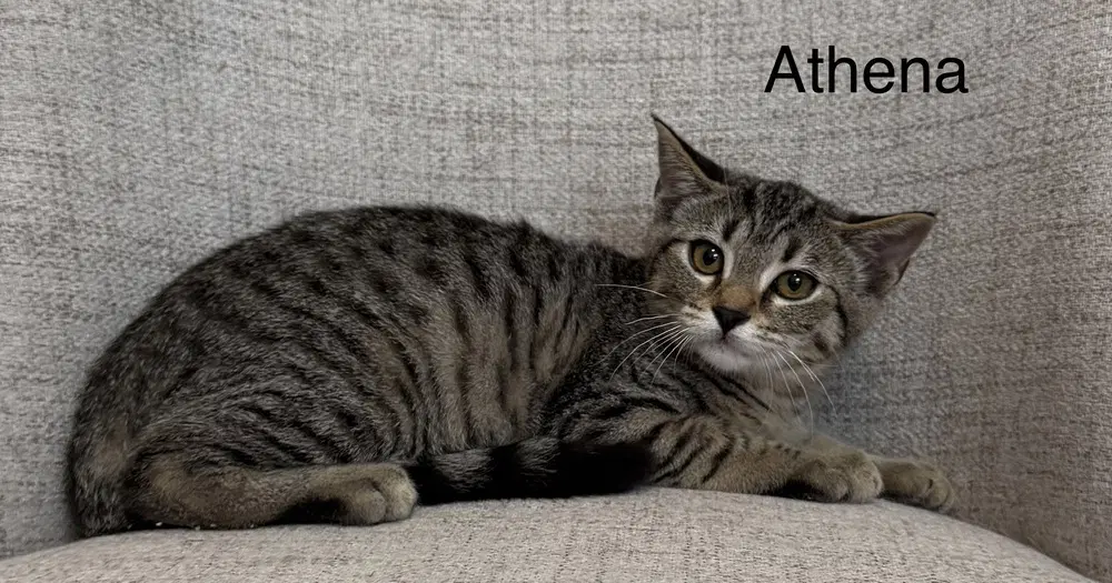 Odyssey Kittens  Athena - Domestic Short Hair