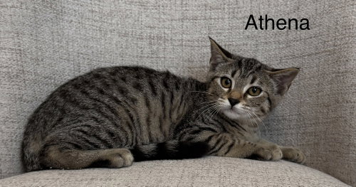 picture of the cat needing adoption