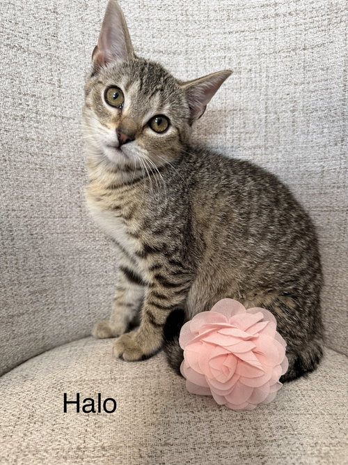 picture of the cat needing adoption