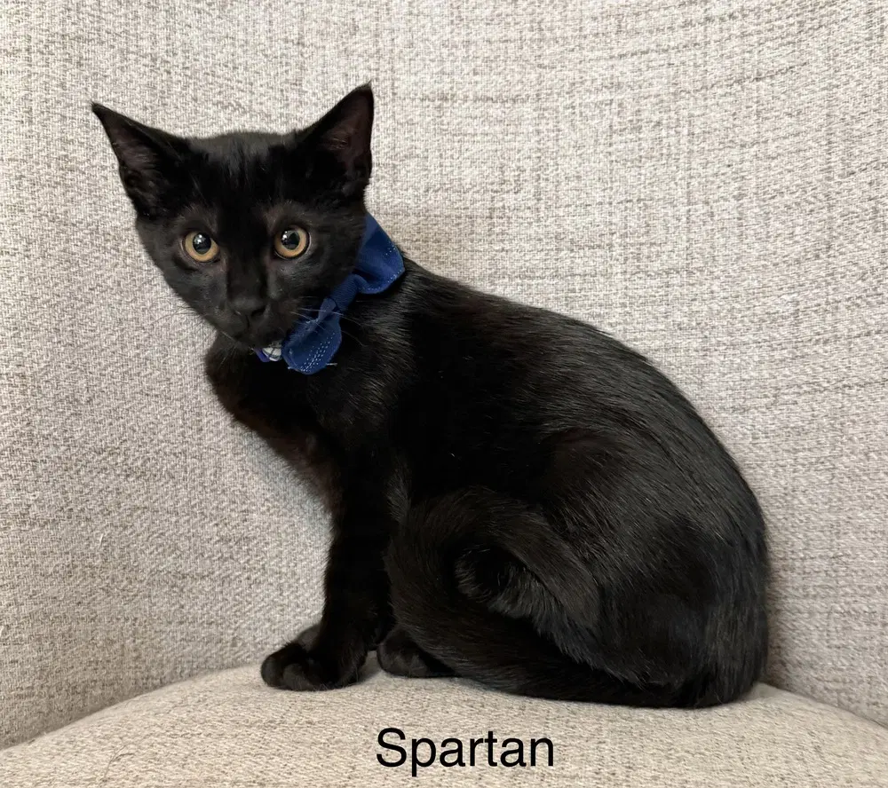 Odyssey Kittens  Spartan - Domestic Short Hair