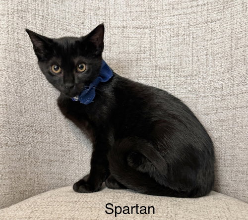 picture of the cat needing adoption