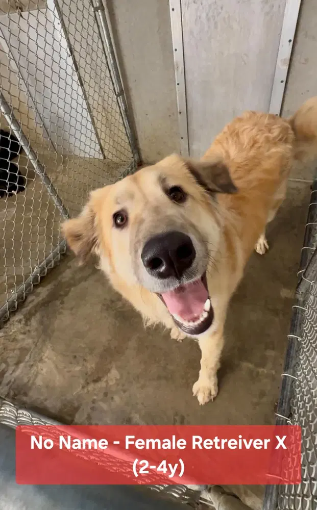 Tonya - Golden Retriever