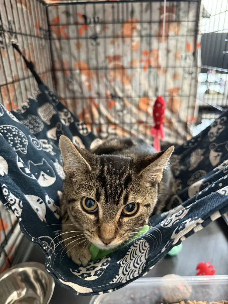 Odyssey Kittens  Coco - Domestic Short Hair