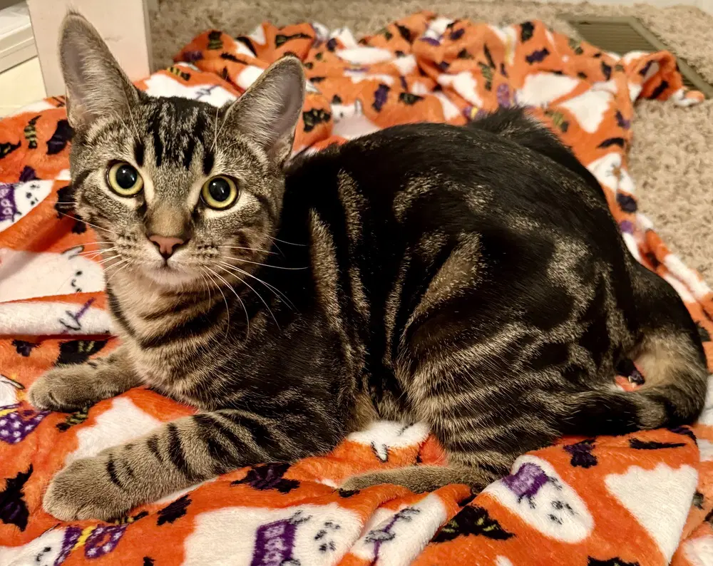 Odyssey Kittens  Coco - Domestic Short Hair