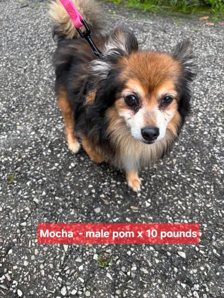 Mocha - Chihuahua