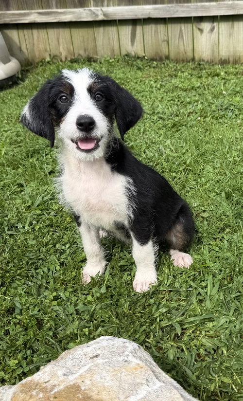 picture of the dog needing adoption