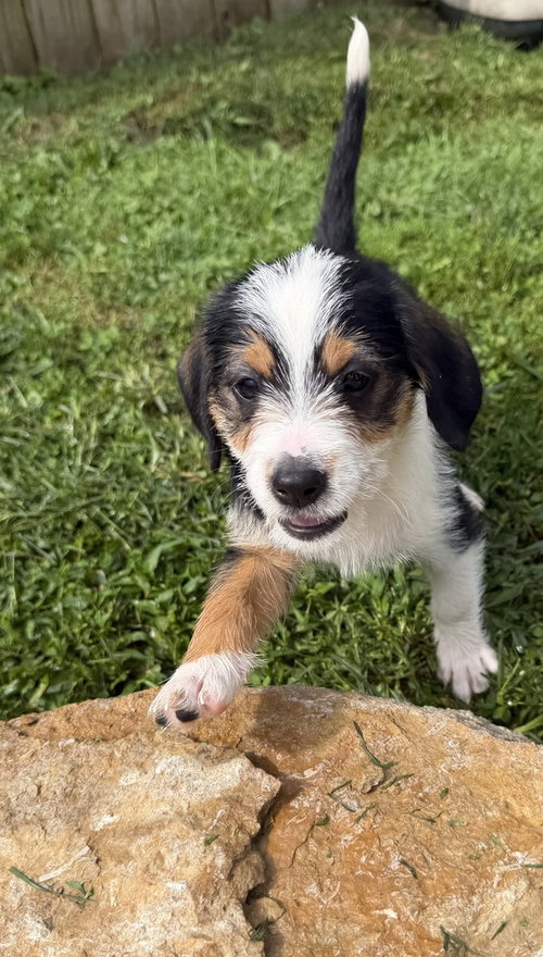 picture of the dog needing adoption