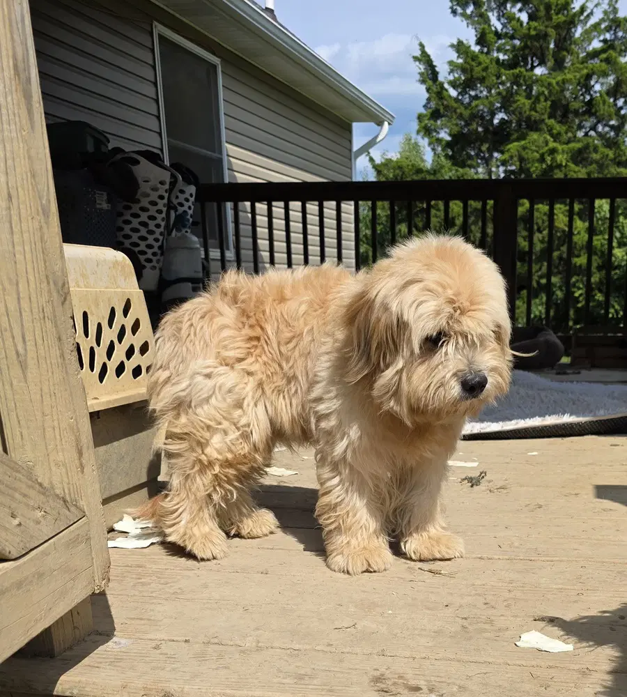 Odie Tzu - Shih Tzu