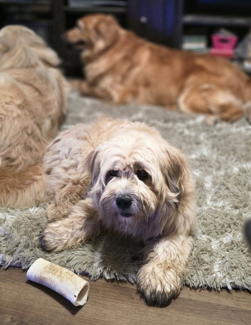 picture of the dog needing adoption