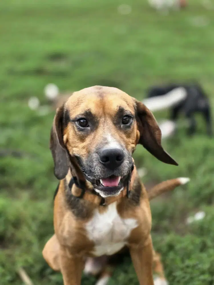 Gravy - Beagle